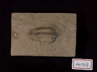 藏品(集體三葉蟲化石)的圖片